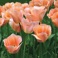 Apricot Emperor Tulip–Coral Apricot–Elegant blooms for garden displays  100 in Box