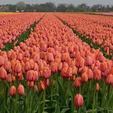 Apricot Emperor Tulip–Coral Apricot–Elegant blooms for garden displays  100 in Box