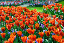 Kaufmanniana Tulip–'Showwbulbs inner'–Compact Growth  100 in Box