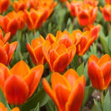 Kaufmanniana Tulip–'Showwbulbs inner'–Compact Growth  100 in Box