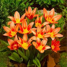Kaufmanniana Tulip–'Showwbulbs inner'–Compact Growth  100 in Box