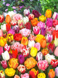 Kaufmanniana Tulip–'Showwbulbs inner'–Compact Growth  100 in Box