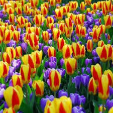 Kaufmanniana Tulip–'Showwbulbs inner'–Compact Growth  100 in Box