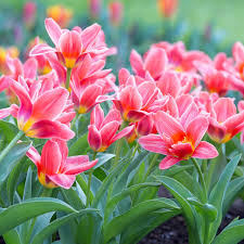 Kaufmanniana Tulip–'Showwbulbs inner'–Compact Growth  100 in Box