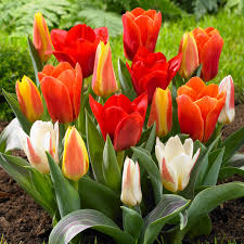 Kaufmanniana Tulip–'Showwbulbs inner'–Compact Growth  100 in Box