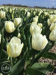 Triumph Tulip–'White Flag'–Elegant Pure White Flower  100 in Box