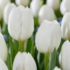 Triumph Tulip–'White Flag'–Elegant Pure White Flower  100 in Box