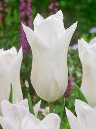 Triumph Tulip–'White Flag'–Elegant Pure White Flower  100 in Box