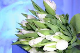 Triumph Tulip–'White Flag'–Elegant Pure White Flower  100 in Box
