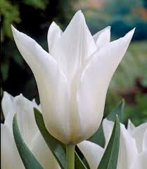 Triumph Tulip–'White Flag'–Elegant Pure White Flower  100 in Box