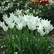 Triumph Tulip–'White Flag'–Elegant Pure White Flower  100 in Box