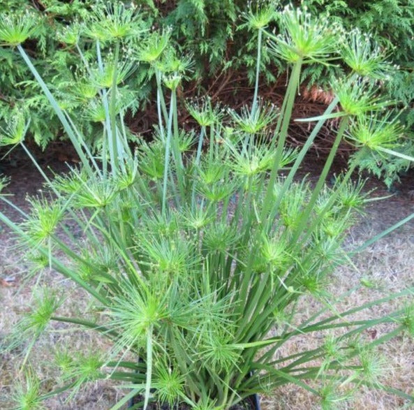 RedCrocus Cleopatra's Dwarf Cyperus- Bright, Indoor-Ready Grass-Like Plant for Containers & Water Gardens 4.5" Pot (Pack of 10)