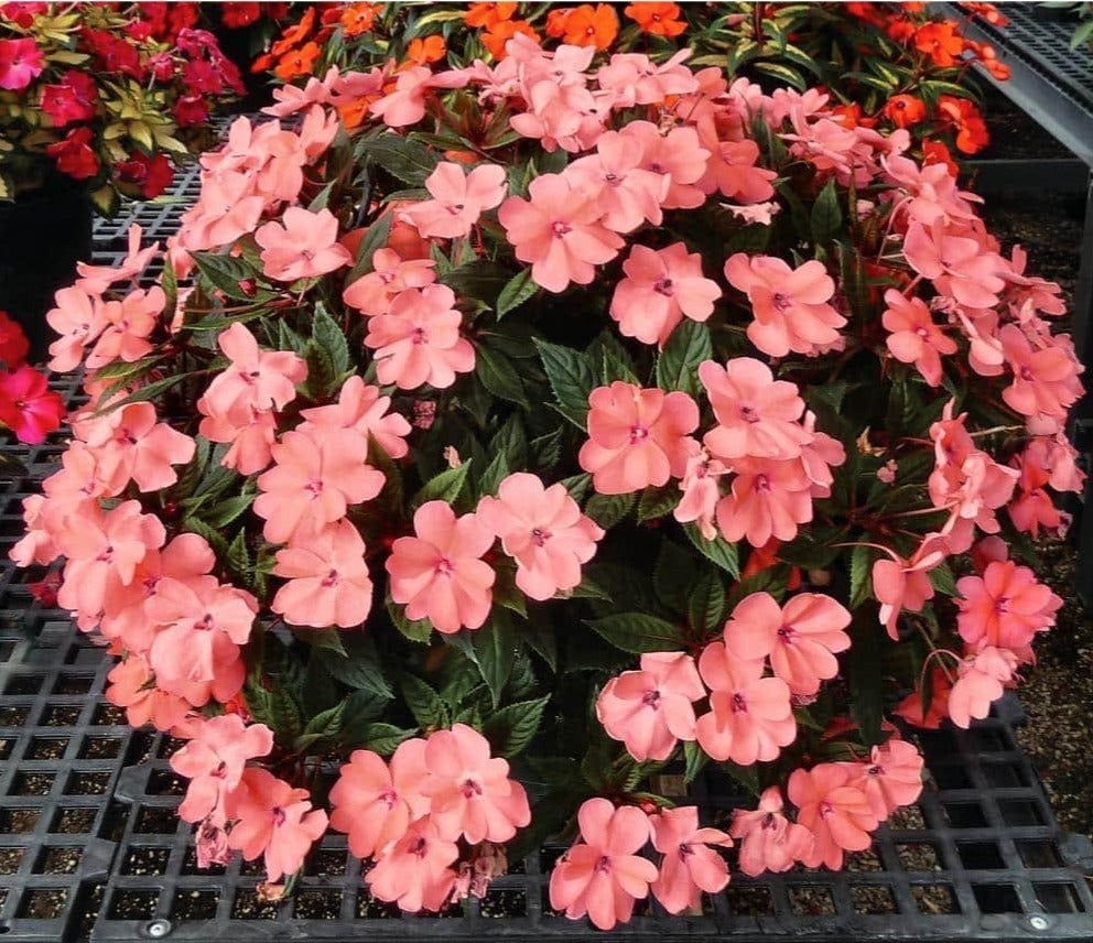 RedCrocus Sunpatiens Compact Coral Pink- Shade-loving, Bushy, Non-toxic, Pollinator-attracting Container Plant for Garden or Balcony 6" Pot (Pack of 5)