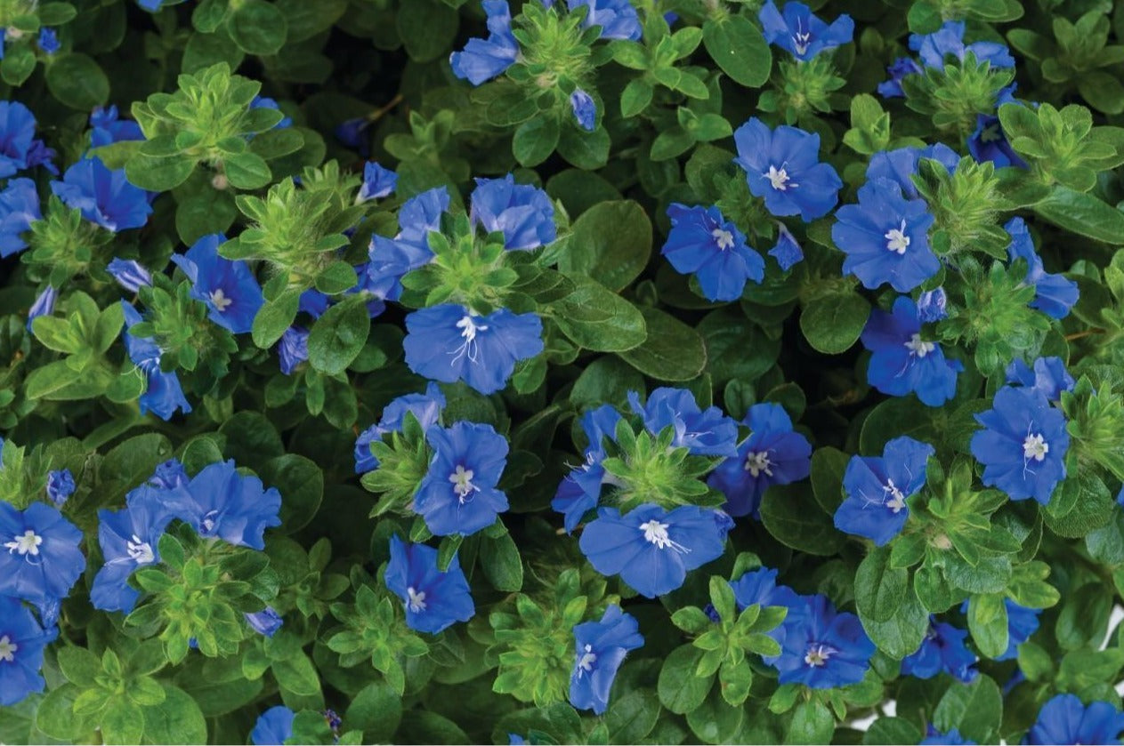 RedCrocus Dwarf Morning Glory Evolvulus Assorted- Low-Growing, Full Sun, Pollinator Attracting, Non-Toxic, Container & Ground Cover Plant 6" Pot (Pack of 5)