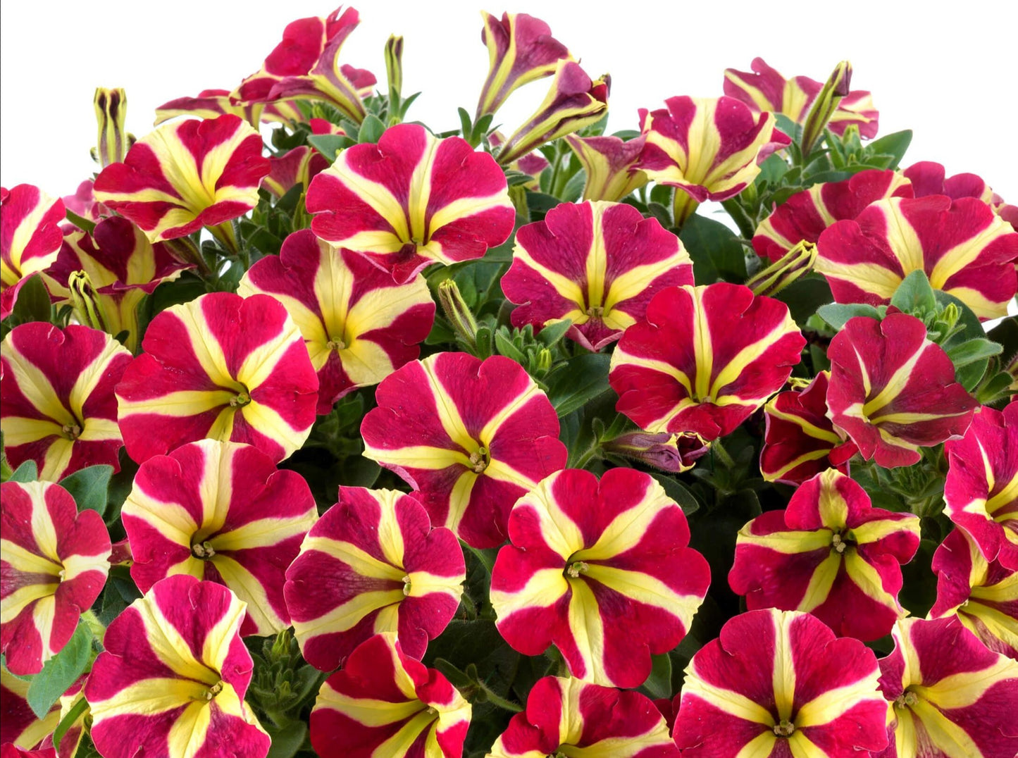 RedCrocus Queen of Hearts Petunia- Vibrant Red & White Blooms, Perfect for Pots, Garden, & Hanging Baskets, Attracts Pollinators, Indoor & Outdoor Use 4.5" Pot (Pack of 10)