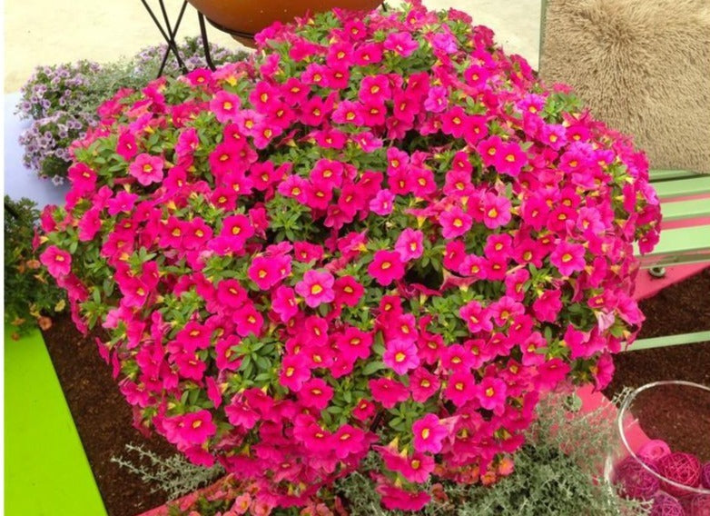 Calibrachoa–Calitastic Cappuccino–Compact perennial with dark brown flowers  4.5" Pot (Pack of 4)