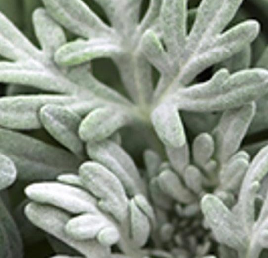 RedCrocus Sea Salt Wormwood Artemisia | Drought-Tolerant Aromatic Perennial | Silvery Gray Foliage | For Borders, Rock Gardens & Containers | Non-Toxic, Pollinator-Friendly 4.5" Pot (Pack of 5)