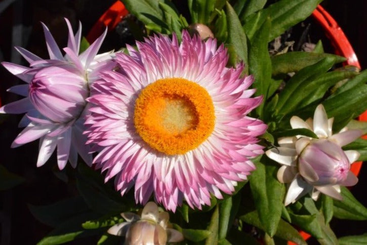 Strawflower-Assorted-Hardy and Colorful Blooms 6" Pot (Pack of 2)