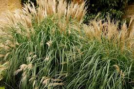RedCrocus Little Kitten Dwarf Maiden Grass, Japanese Silver Grass, Ornamental Grass, Container Friendly, Drought Tolerant, Foliage, Flowering, Sun or Shade, Garden Plant 1 Gallon (Pack of 2)