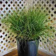 RedCrocus Little Kitten Dwarf Maiden Grass, Japanese Silver Grass, Ornamental Grass, Container Friendly, Drought Tolerant, Foliage, Flowering, Sun or Shade, Garden Plant 1 Gallon (Pack of 2)