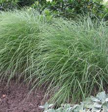 RedCrocus Little Kitten Dwarf Maiden Grass, Japanese Silver Grass, Ornamental Grass, Container Friendly, Drought Tolerant, Foliage, Flowering, Sun or Shade, Garden Plant 1 Gallon (Pack of 2)
