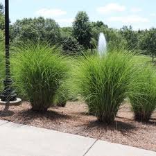 RedCrocus Little Kitten Dwarf Maiden Grass, Japanese Silver Grass, Ornamental Grass, Container Friendly, Drought Tolerant, Foliage, Flowering, Sun or Shade, Garden Plant 1 Gallon (Pack of 2)