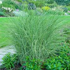 RedCrocus Little Kitten Dwarf Maiden Grass, Japanese Silver Grass, Ornamental Grass, Container Friendly, Drought Tolerant, Foliage, Flowering, Sun or Shade, Garden Plant 1 Gallon (Pack of 2)