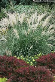 RedCrocus Little Kitten Dwarf Maiden Grass, Japanese Silver Grass, Ornamental Grass, Container Friendly, Drought Tolerant, Foliage, Flowering, Sun or Shade, Garden Plant 1 Gallon (Pack of 2)