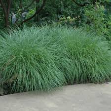 RedCrocus Little Kitten Dwarf Maiden Grass, Japanese Silver Grass, Ornamental Grass, Container Friendly, Drought Tolerant, Foliage, Flowering, Sun or Shade, Garden Plant 1 Gallon (Pack of 2)