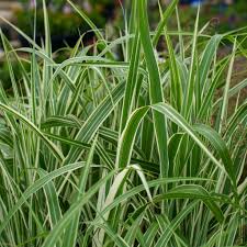 Cosmopolitan Variegated Maiden Grass–Ornamental Grass for Borders  2 Gallon