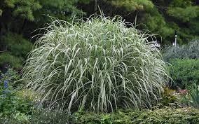 Cosmopolitan Variegated Maiden Grass–Ornamental Grass for Borders  2 Gallon