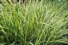 Cosmopolitan Variegated Maiden Grass–Ornamental Grass for Borders  2 Gallon