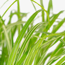 Cosmopolitan Variegated Maiden Grass–Ornamental Grass for Borders  2 Gallon