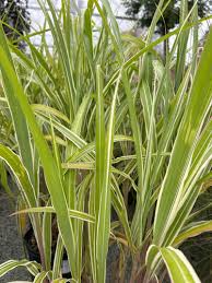 Cosmopolitan Variegated Maiden Grass–Ornamental Grass for Borders  2 Gallon