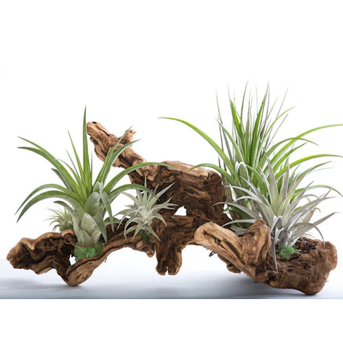 RedCrocus Air Plant Tillandsia Bromeliad- Small, Bare Root, Assorted Indoor Plant, Unique Decor for Terrariums & Mounting Bare Root (Pack of 2)