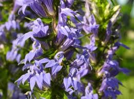 RedCrocus Celebration Icy Blue New Guinea Impatiens- Bright Blue Blooms, Bushy, Shade-Friendly, Garden & Container Plant, Pollinator Attracting, Pet Warning, Easy Care 10" Hanging Basket