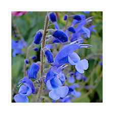 RedCrocus Celebration Icy Blue New Guinea Impatiens- Bright Blue Blooms, Bushy, Shade-Friendly, Garden & Container Plant, Pollinator Attracting, Pet Warning, Easy Care 10" Hanging Basket