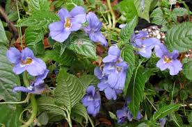 RedCrocus Celebration Icy Blue New Guinea Impatiens- Bright Blue Blooms, Bushy, Shade-Friendly, Garden & Container Plant, Pollinator Attracting, Pet Warning, Easy Care 10" Hanging Basket