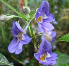 RedCrocus Celebration Icy Blue New Guinea Impatiens- Bright Blue Blooms, Bushy, Shade-Friendly, Garden & Container Plant, Pollinator Attracting, Pet Warning, Easy Care 10" Hanging Basket