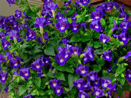 RedCrocus Celebration Icy Blue New Guinea Impatiens- Bright Blue Blooms, Bushy, Shade-Friendly, Garden & Container Plant, Pollinator Attracting, Pet Warning, Easy Care 10" Hanging Basket
