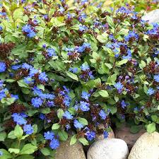RedCrocus Celebration Icy Blue New Guinea Impatiens- Bright Blue Blooms, Bushy, Shade-Friendly, Garden & Container Plant, Pollinator Attracting, Pet Warning, Easy Care 10" Hanging Basket