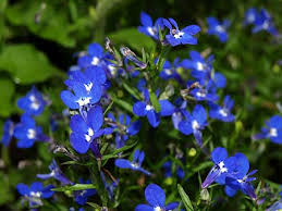 RedCrocus Celebration Icy Blue New Guinea Impatiens- Bright Blue Blooms, Bushy, Shade-Friendly, Garden & Container Plant, Pollinator Attracting, Pet Warning, Easy Care 10" Hanging Basket