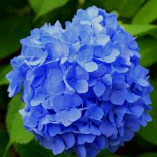 RedCrocus Celebration Icy Blue New Guinea Impatiens- Bright Blue Blooms, Bushy, Shade-Friendly, Garden & Container Plant, Pollinator Attracting, Pet Warning, Easy Care 10" Hanging Basket