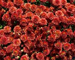 RedCrocus Toast Orange Garden Mum- Bright Orange Blooms, Pollinator Attractant, Easy Care, Perennial for Gardens & Containers 9" Pot (Pack of 2)