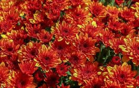 RedCrocus Toast Orange Garden Mum- Bright Orange Blooms, Pollinator Attractant, Easy Care, Perennial for Gardens & Containers 9" Pot (Pack of 2)