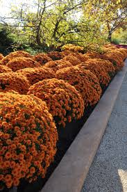 RedCrocus Toast Orange Garden Mum- Bright Orange Blooms, Pollinator Attractant, Easy Care, Perennial for Gardens & Containers 9" Pot (Pack of 2)