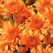 RedCrocus Toast Orange Garden Mum- Bright Orange Blooms, Pollinator Attractant, Easy Care, Perennial for Gardens & Containers 9" Pot (Pack of 2)