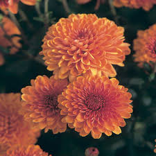 RedCrocus Toast Orange Garden Mum- Bright Orange Blooms, Pollinator Attractant, Easy Care, Perennial for Gardens & Containers 9" Pot (Pack of 2)