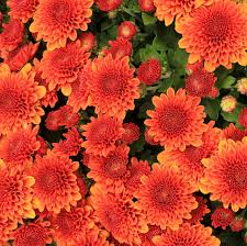 RedCrocus Toast Orange Garden Mum- Bright Orange Blooms, Pollinator Attractant, Easy Care, Perennial for Gardens & Containers 9" Pot (Pack of 2)