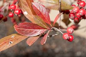 RedCrocus Brilliantissima Red Chokeberry Aronia arbutifolia 'Brilliantissima'- Vibrant Foliage & Berries for Ornamental & Wildlife Garden Use 5 Gallon